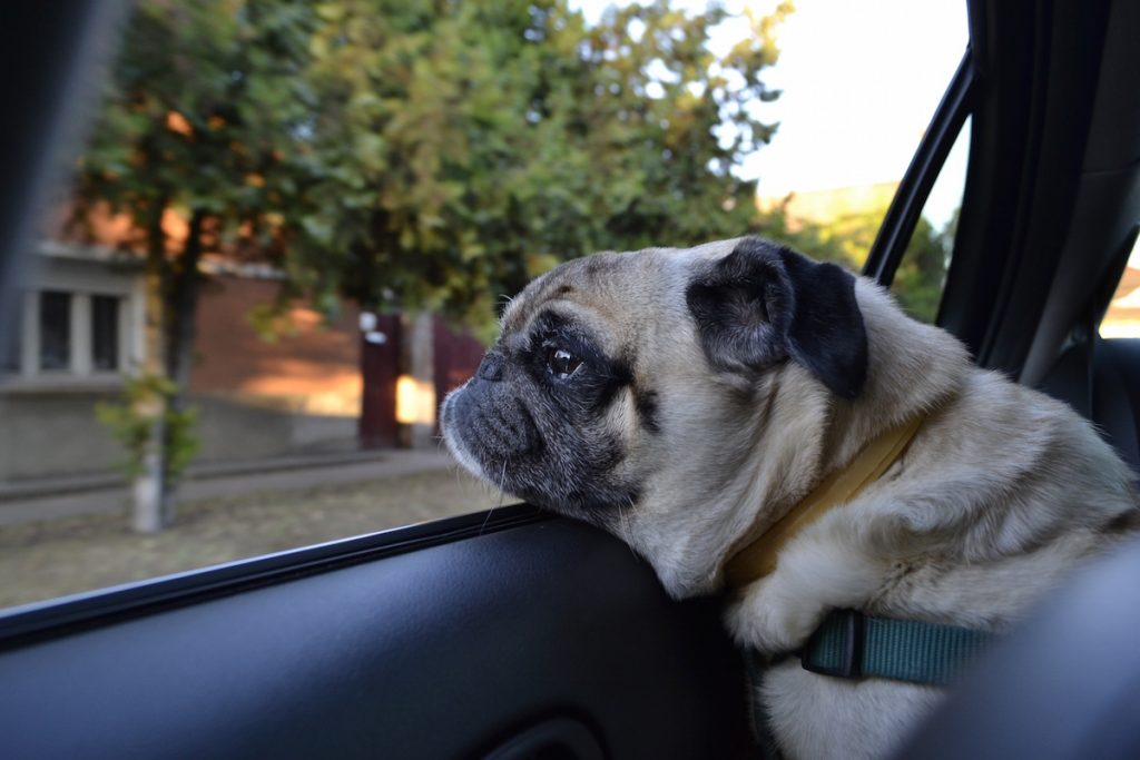un chien à la fenêtre d'un taxi pour voyager avec son animal de compagnie